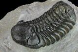 Austerops Trilobite - Nice Eye Facets #132258-3